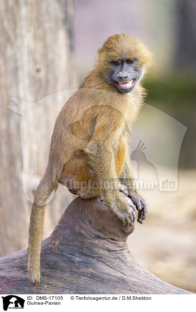 Guinea-Pavian / Guinea-Pavian / DMS-17105