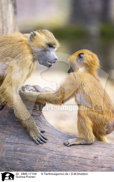 Guinea-Pavian / Guinea-Pavian / DMS-17106
