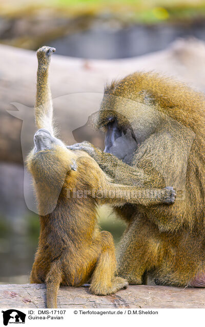 Guinea-Pavian / Guinea-Pavian / DMS-17107