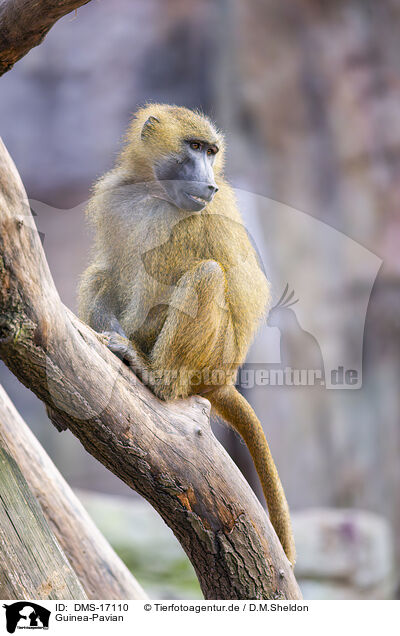 Guinea-Pavian / Guinea-Pavian / DMS-17110