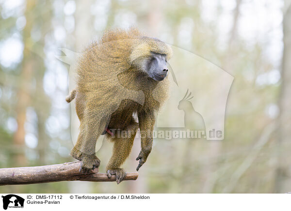 Guinea-Pavian / Guinea-Pavian / DMS-17112