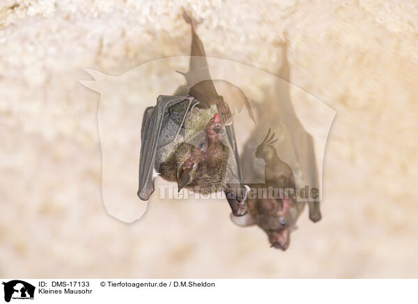 Kleines Mausohr / Lesser mouse-eared bat / DMS-17133