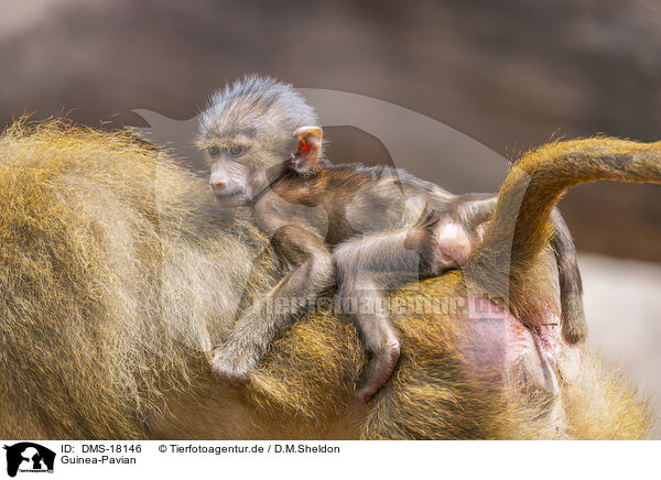 Guinea-Pavian / Guinea baboon / DMS-18146