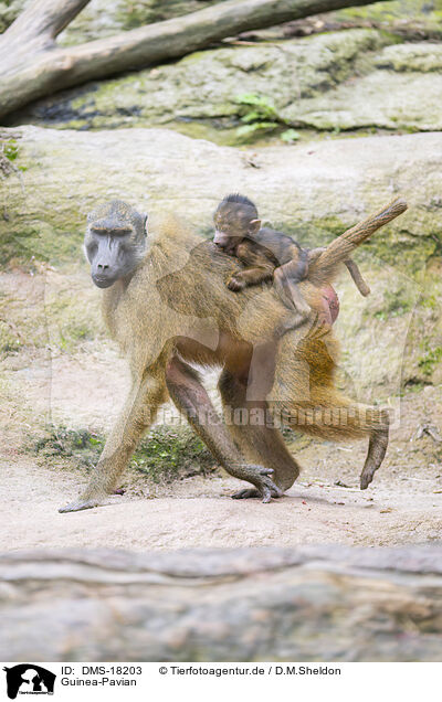Guinea-Pavian / Guinea baboon / DMS-18203