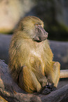 Guinea-Pavian