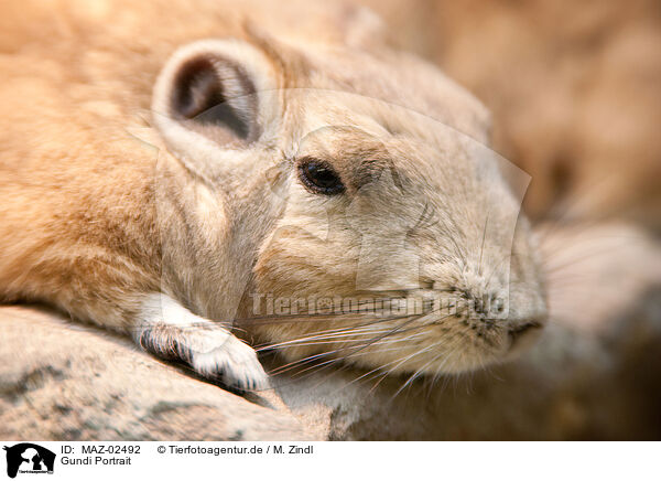 Gundi Portrait / Gundi Portrait / MAZ-02492