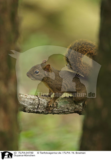 Guyana-Hrnchen / FLPA-04799