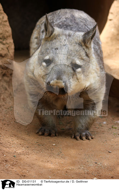 Haarnasenwombat / hairy-nosed wombat / DG-01131