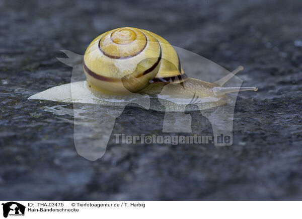 Hain-Bnderschnecke / brown-lipped snail / THA-03475