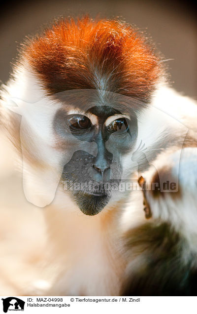 Halsbandmangabe / collared mangabey / MAZ-04998