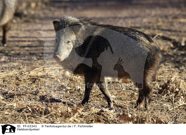 Halsbandpekari / Javelina / FF-03343
