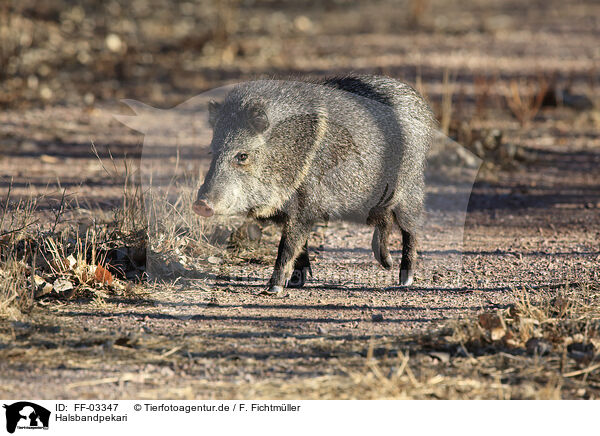 Halsbandpekari / Javelina / FF-03347