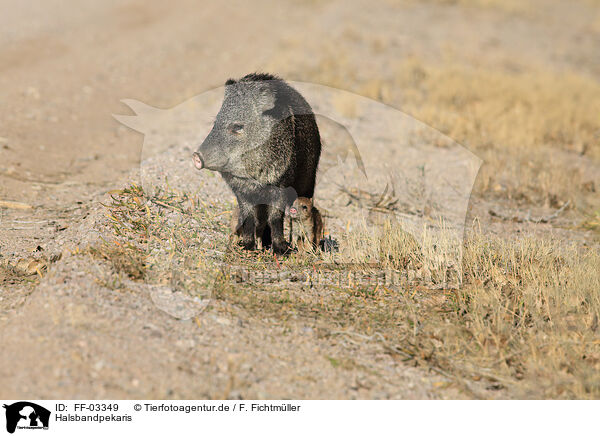 Halsbandpekaris / Javelinas / FF-03349