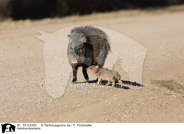 Halsbandpekaris / Javelinas / FF-03350