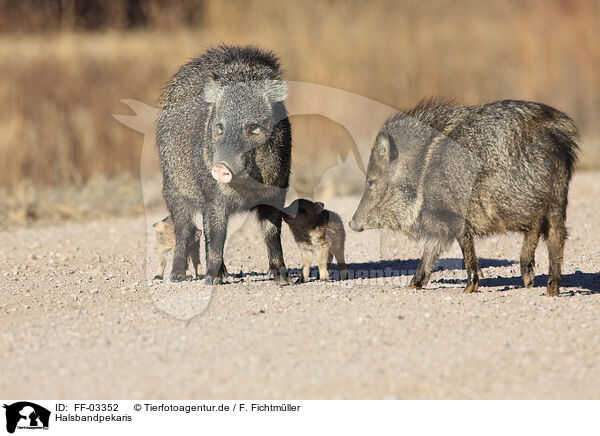 Halsbandpekaris / Javelinas / FF-03352