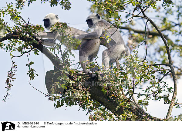 Hanuman-Languren / gray langurs / MBS-08346