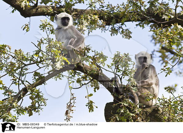 Hanuman-Languren / gray langurs / MBS-08349