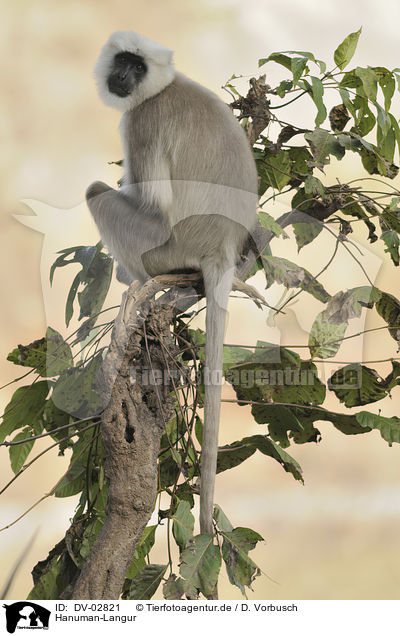 Hanuman-Langur / Hanuman Langur / DV-02821