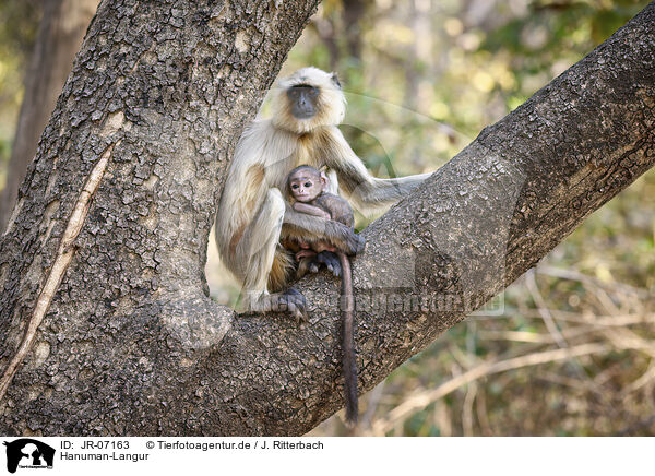 Hanuman-Langur / grey langur / JR-07163
