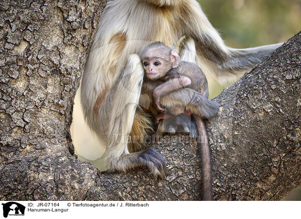 Hanuman-Langur / grey langur / JR-07164