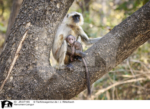 Hanuman-Langur / grey langur / JR-07165