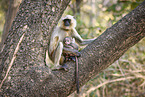 Hanuman-Langur