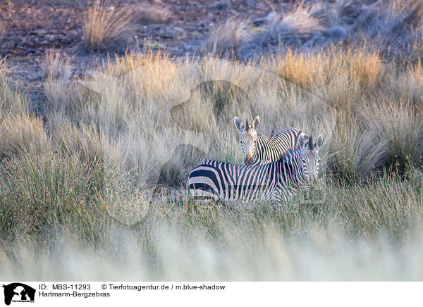 Hartmann-Bergzebras / Hartmann's Mountain Zebras / MBS-11293