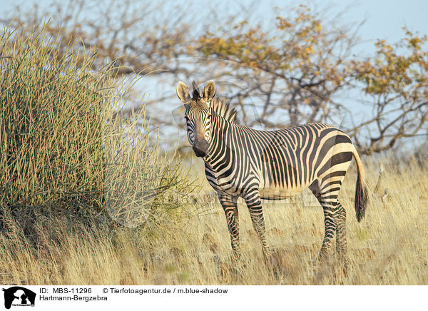 Hartmann-Bergzebra / Hartmann's Mountain Zebra / MBS-11296