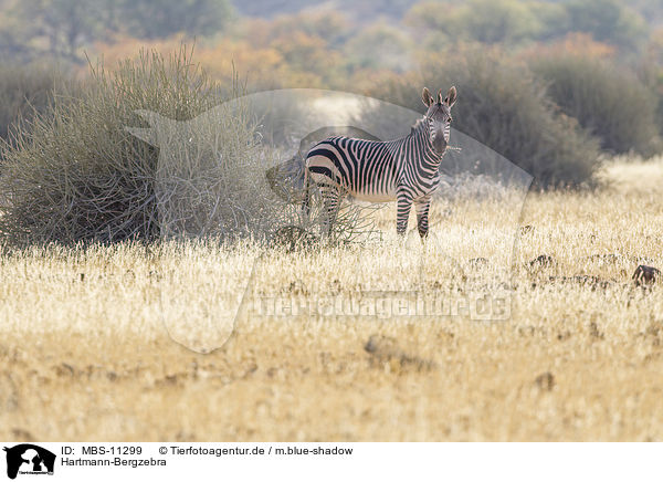 Hartmann-Bergzebra / Hartmann's Mountain Zebra / MBS-11299