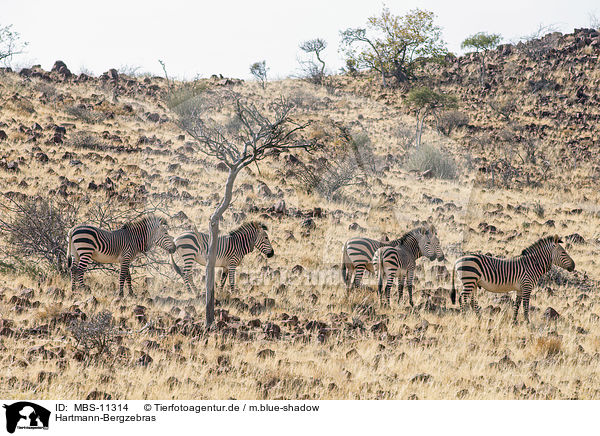 Hartmann-Bergzebras / Hartmann's Mountain Zebras / MBS-11314