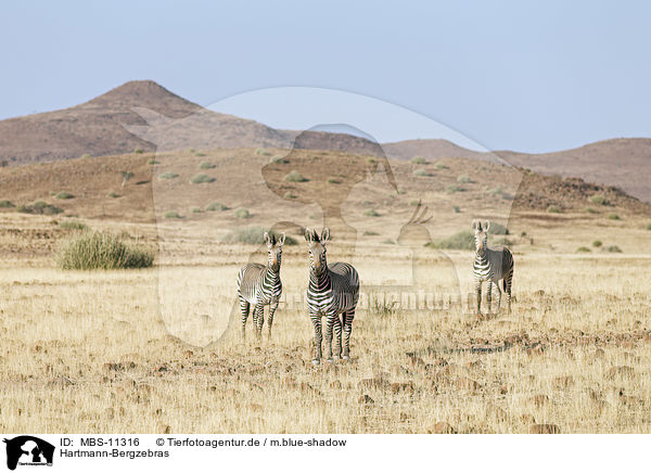 Hartmann-Bergzebras / Hartmann's Mountain Zebras / MBS-11316