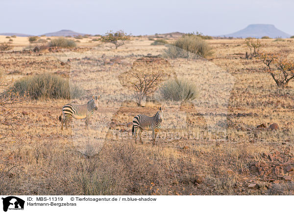 Hartmann-Bergzebras / Hartmann's Mountain Zebras / MBS-11319