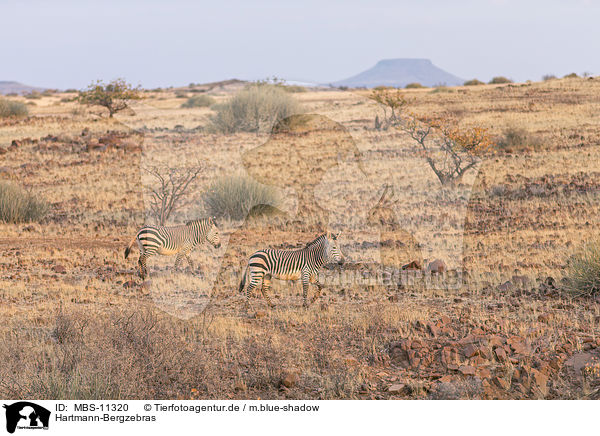 Hartmann-Bergzebras / Hartmann's Mountain Zebras / MBS-11320