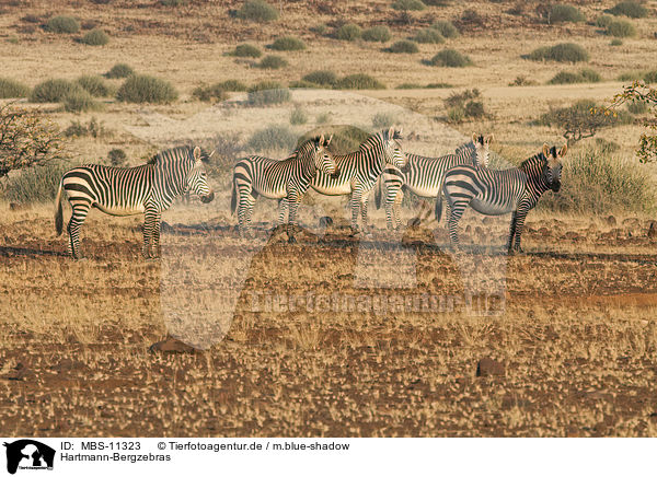 Hartmann-Bergzebras / MBS-11323