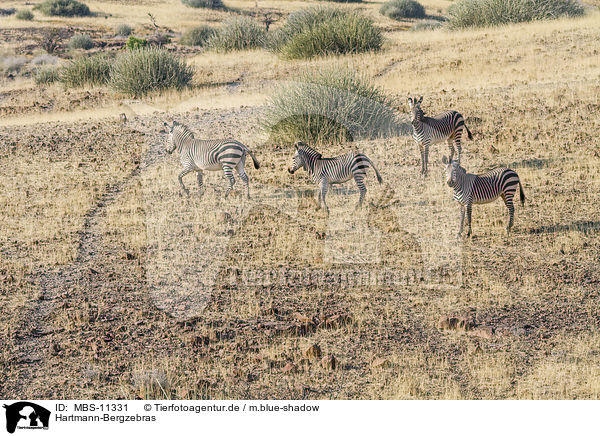 Hartmann-Bergzebras / Hartmann's Mountain Zebras / MBS-11331