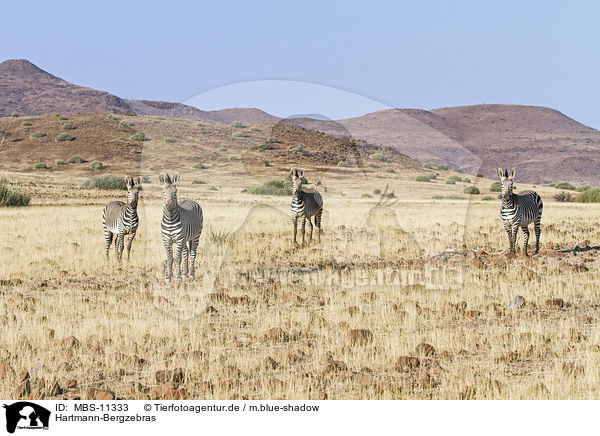 Hartmann-Bergzebras / Hartmann's Mountain Zebras / MBS-11333