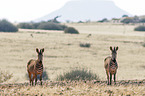 Hartmann-Bergzebras