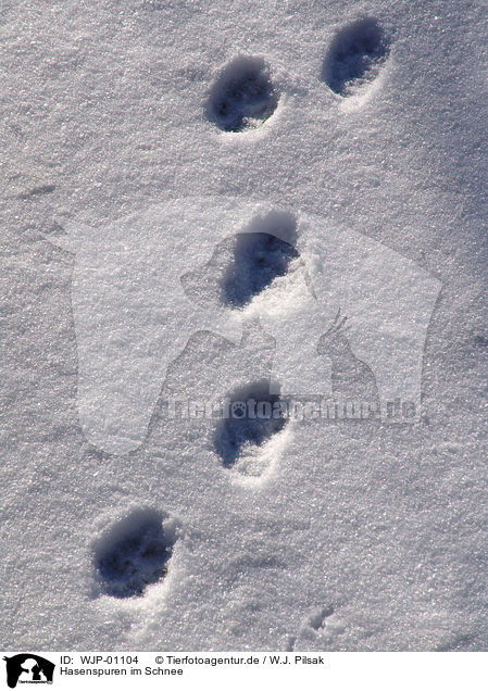 Hasenspuren im Schnee / ruts in the snow / WJP-01104