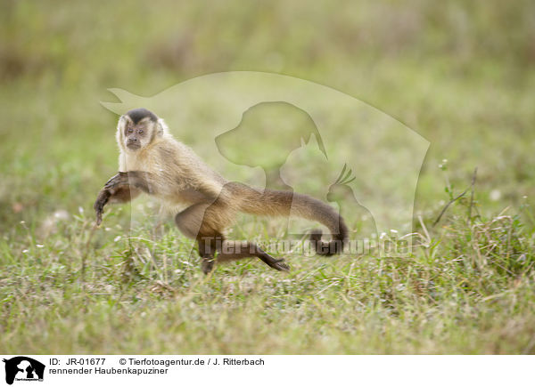 rennender Haubenkapuziner / running Black-capped Capuchin / JR-01677