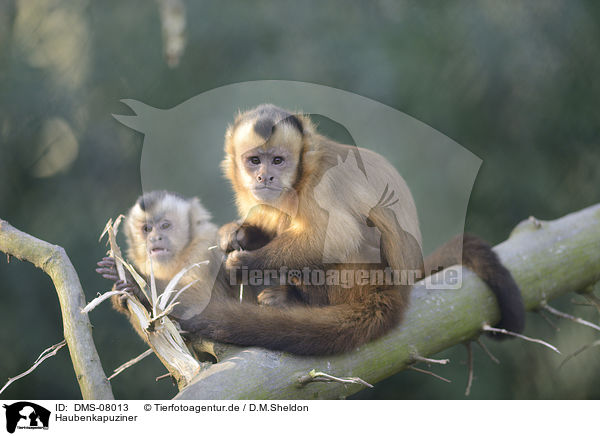 Haubenkapuziner / Black-capped Capuchins / DMS-08013