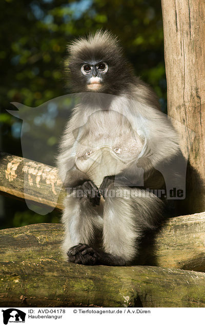 Haubenlangur / langur / AVD-04178