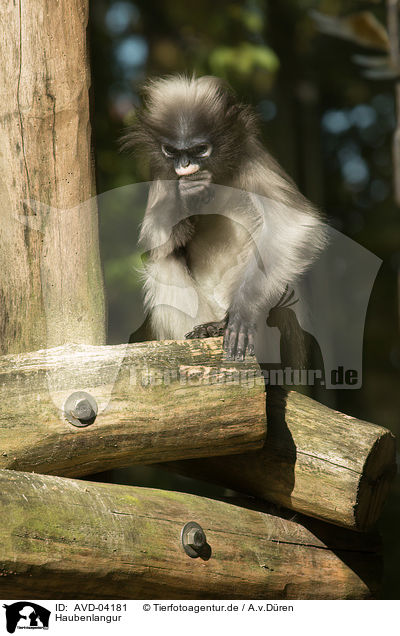 Haubenlangur / AVD-04181