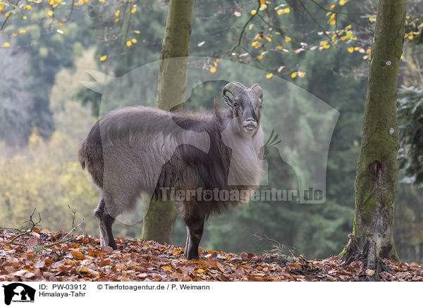 Himalaya-Tahr / PW-03912