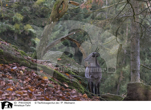 Himalaya-Tahr / PW-03926