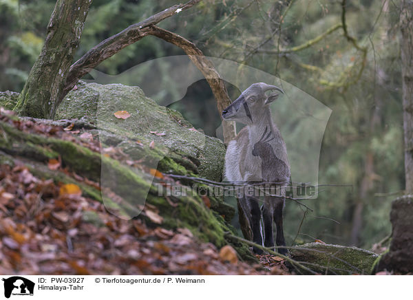 Himalaya-Tahr / Himalayan tahr / PW-03927