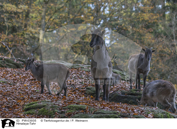 Himalaya-Tahr / PW-03935