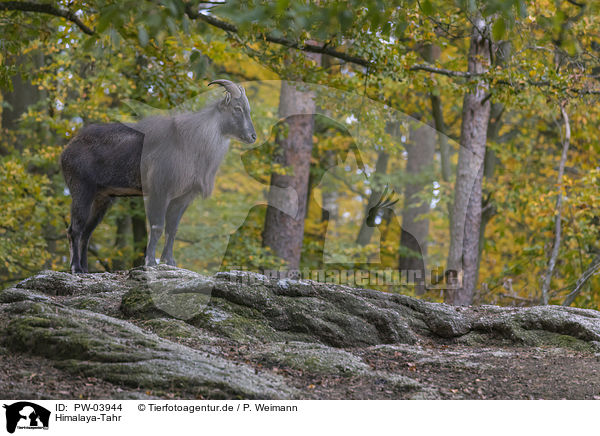 Himalaya-Tahr / Himalayan tahr / PW-03944