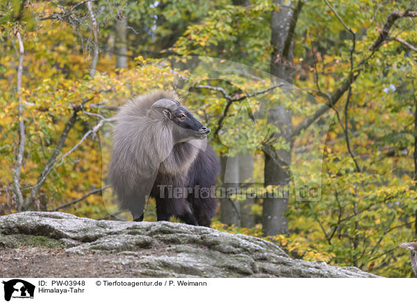 Himalaya-Tahr / Himalayan tahr / PW-03948