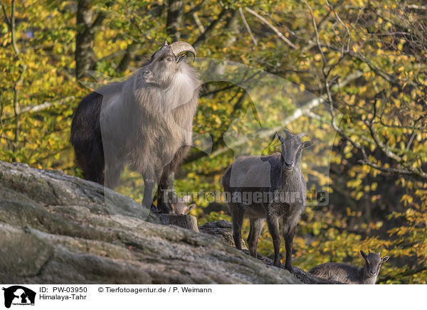 Himalaya-Tahr / PW-03950