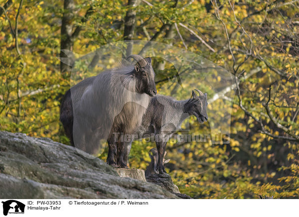 Himalaya-Tahr / PW-03953